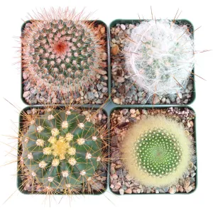 'Big Cacti' Pack