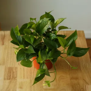 Epipremnum Aureum 'Jade Pothos'